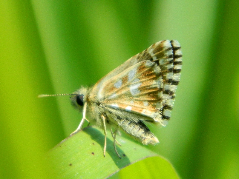 Pyrgus piccolo piccolo...  Pyrgus malvoides